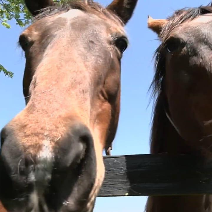 Prospect farm gives thoroughbreds a place to live out their retirement